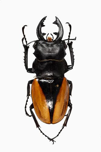 <em>Odontolabis cuvera</em>, Golden Stag Beetle. [COL 143772]