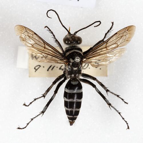 <em>Turneromyia</em> sp., spider hunting aasp. [HYM 99001]