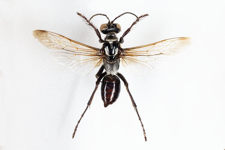 <em>Sphex</em> sp., digger wasp. [HYM 99024]