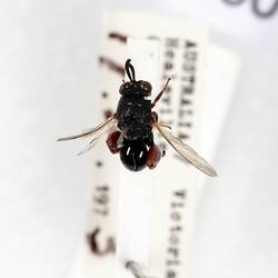 Our Wondrous Planet, Our Wild Family: Dry Specimen - Parasitic Chalcid Wasp, <em>Brachymeria</em> Westwood, 1829