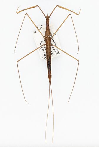 <em>Ranatra dispar</em>, Needle bug. [HEM 6226]