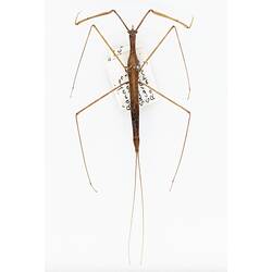 Our Wondrous Planet, Our Wild Family: Dry Specimen - Needle bug, <em>Ranatra dispar</em> Montandon, 1903