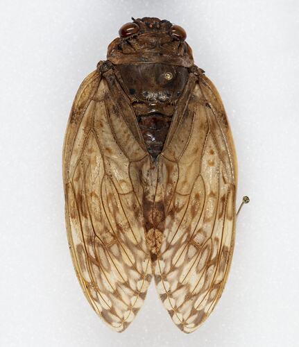 <em>Umjaba evanescens</em>, cicada. [HEM 9333]