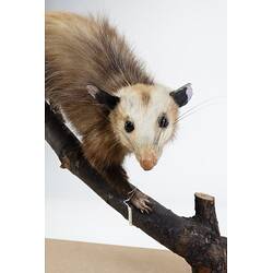 <em>Didelphis virginiana</em>, Virginia Opossum. [C 28888]