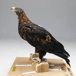 <em>Aquila audax audax</em>, Wedge-tailed Eagle. [B 21635]