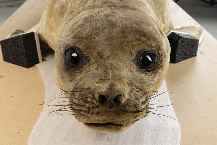 <em>Mirounga leonina</em>, Southern Elephant Seal. [C 30974]
