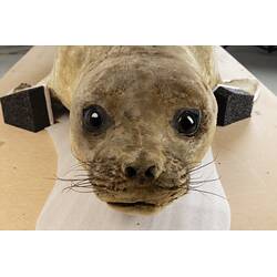 <em>Mirounga leonina</em>, Southern Elephant Seal. [C 30974]