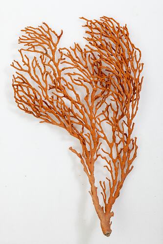 <em>Melithaea</em> sp., coral. [F 112047]