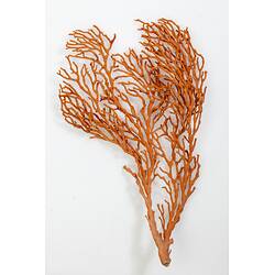 <em>Melithaea</em> sp., coral. [F 112047]