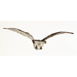 <em>Tyto novaehollandiae</em>, Masked Owl. [B 35109]