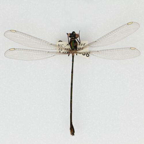 <em>Synlestes weyersii weyersii</em>, Bronze Needle. [ODO 936]