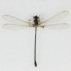 Our Wondrous Planet, Our Wild Family: Dry Specimen - Bronze Needle, <em>Synlestes weyersii weyersii</em> Selys, 1869