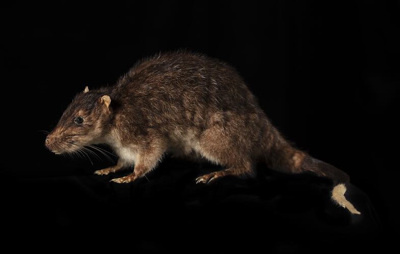 <em>Hydromys chrysogaster</em>, Australian Water Rat. [C 31375]