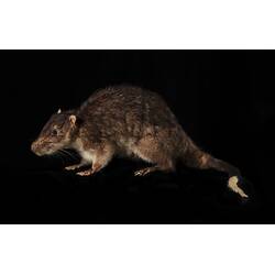 <em>Hydromys chrysogaster</em>, Australian Water Rat. [C 31375]