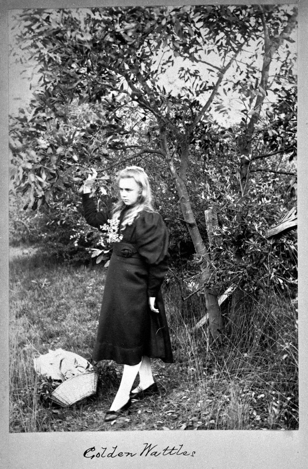 Photograph - 'Golden Wattles', Dandenong Ranges, Victoria, circa 1890