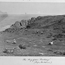 Photograph - 'The Pig-Face Rookery', by A.J. Campbell, Cape Woolamai, Phillip Island, Victoria, Nov 1896