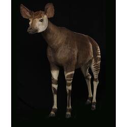 Taxidermy Okapi specimen viewed from the front left side.