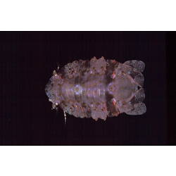Dorsal view of isopod specimen.