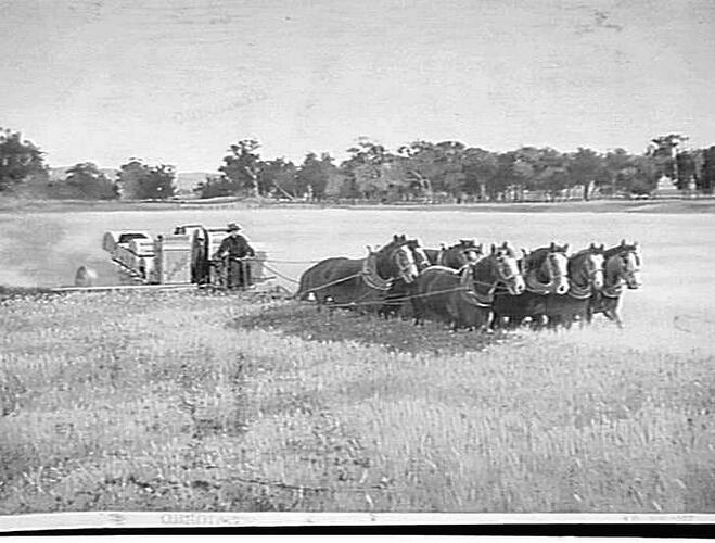 A GROUND-DRIVE H.S.T. HEADER DRAWN BY AN EIGHT-HORSE TANDEM TEAM: CIRCA 1935