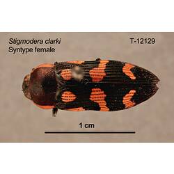 Jewel beetle specimen, female, dorsal view.