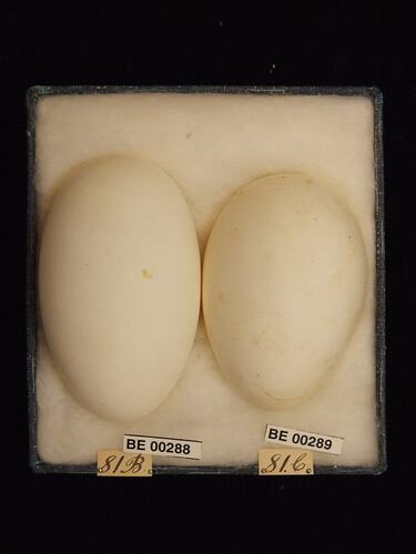 Two bird eggs with specimen labels in box.