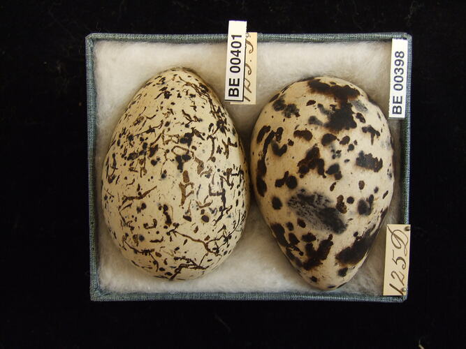 Two bird eggs with specimen labels in box.