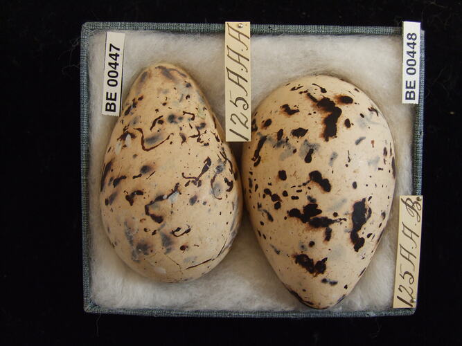 Two bird eggs with specimen labels in box.