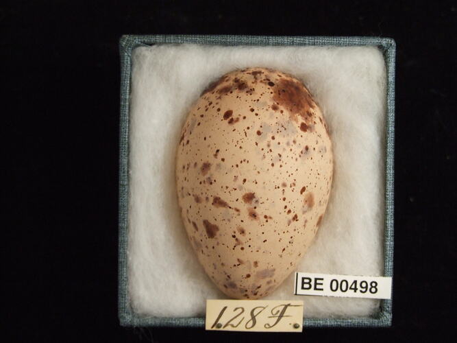 Bird egg with specimen labels in box.