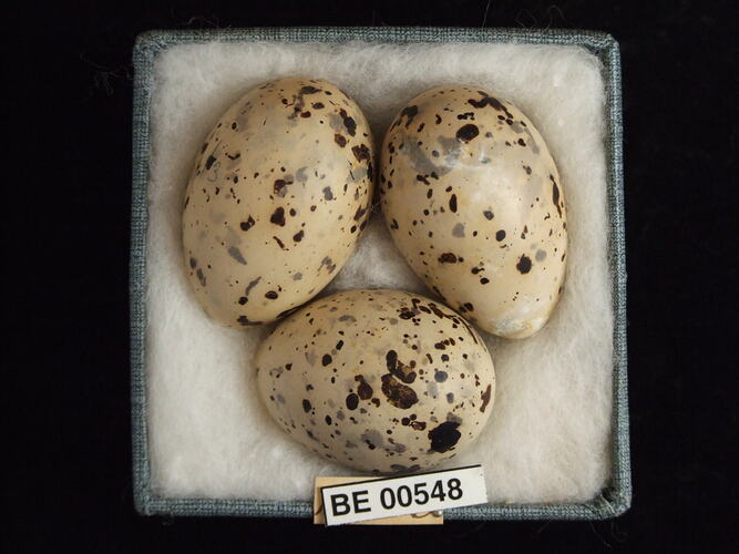 Three bird eggs with specimen labels in box.