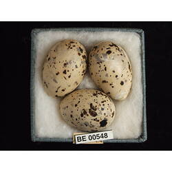 <em>Sternula albifrons sinensis</em> (Gmelin, 1789)