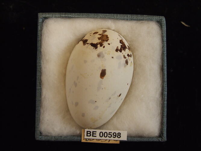 Bird egg with specimen labels in box.