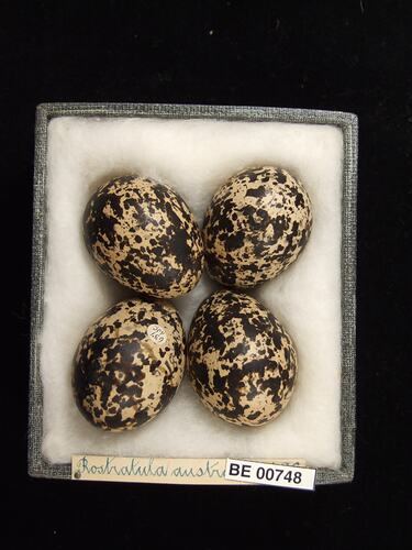 Four bird eggs with specimen labels in box.