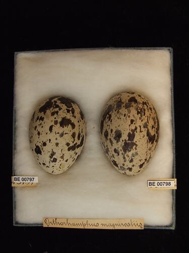 Two bird eggs with specimen labels in box.