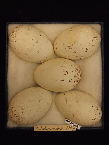 Five bird eggs with specimen labels in box.