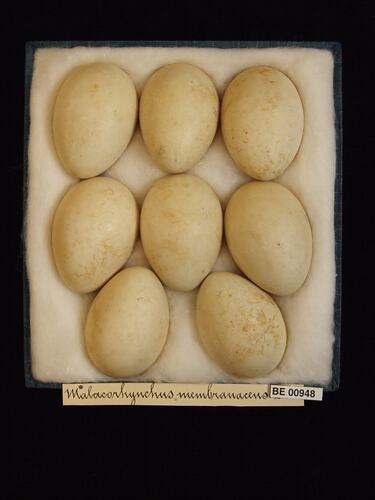 Eight bird eggs with specimen labels in box.