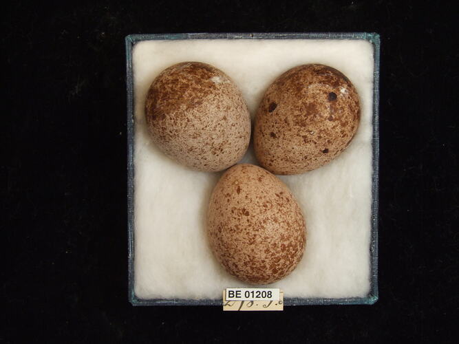 Three bird eggs with specimen labels in box.