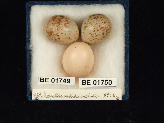 Three bird eggs with specimen labels in box.