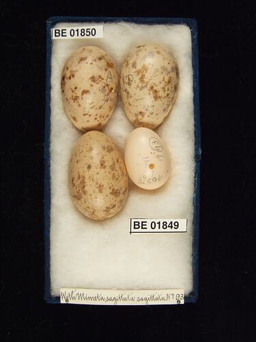 Four bird eggs with specimen labels in box.