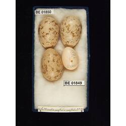 <em>Heteroscenes pallidus</em> (Latham, 1801)