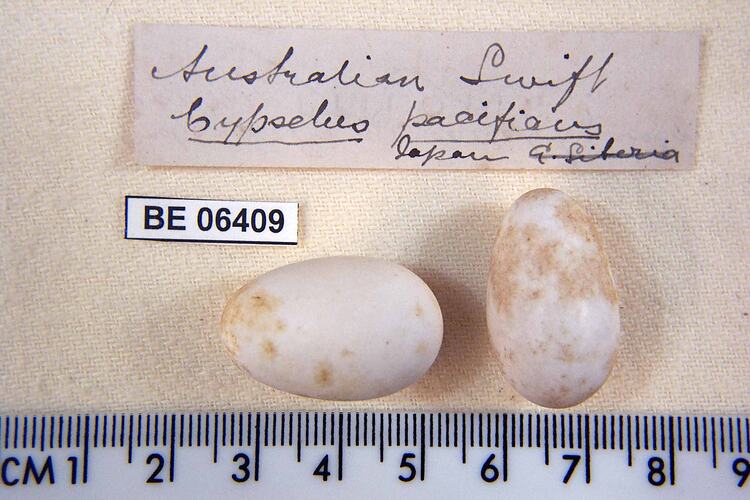 Two bird eggs and specimen labels beside ruler.