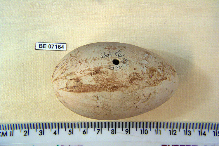 Bird egg with specimen label beside ruler.