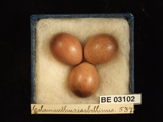 Three bird eggs in box with labels.