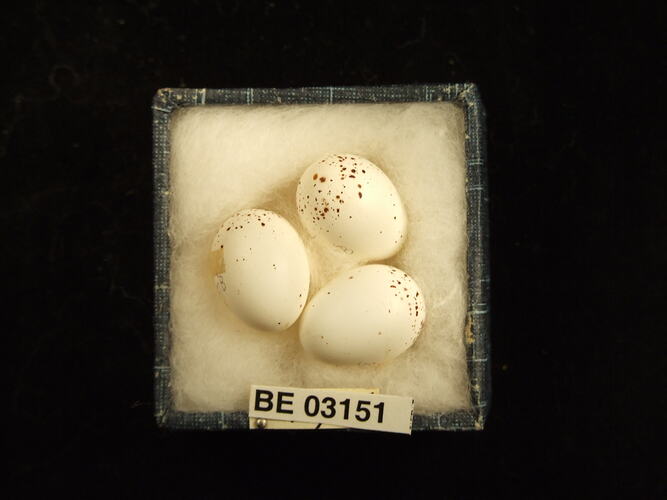 Three bird eggs in box with labels.