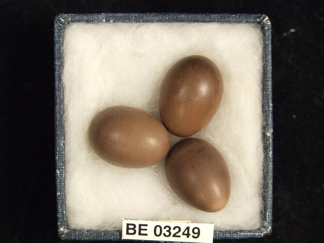 Three bird eggs in box with labels.