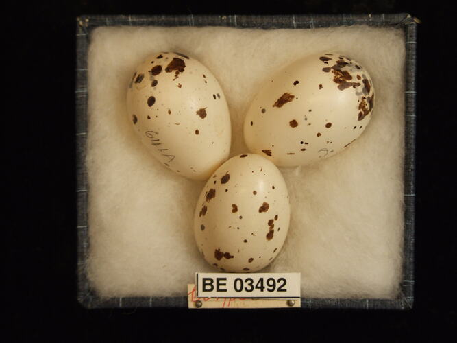 Three bird eggs in box with specimen labels.