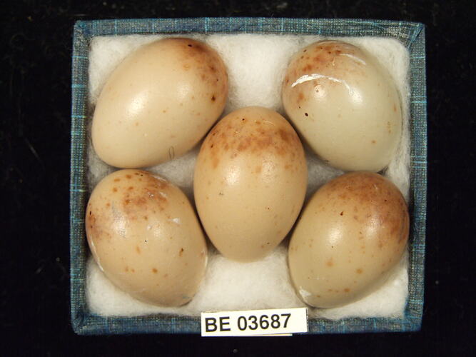 Five bird eggs in box with specimen label.