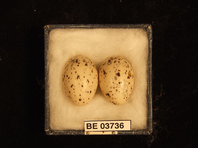 Two bird eggs in box with specimen labels.