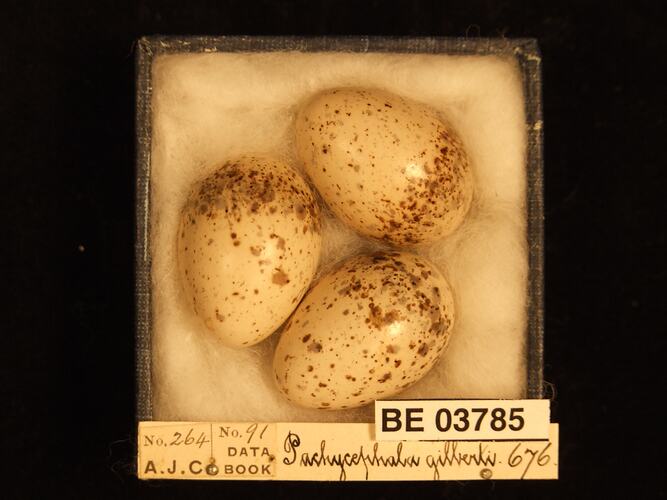 Three bird eggs in box with specimen labels.
