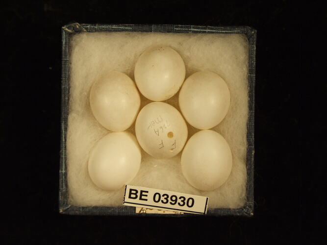 Six bird eggs in box with specimen labels.