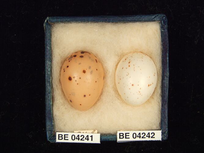 Two bird eggs in box with specimen labels.